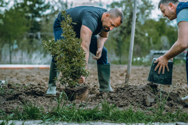 Best Lawn Maintenance Plans  in Addison, IL